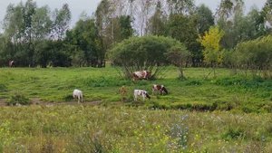 20250917 Коровы и бычки на лугу при монастыре.