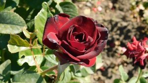 15=09=2025  ник   (110)