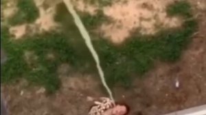 Золотой дождь, выдача с бонусом