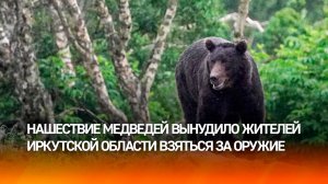 Медведи открыли охоту на иркутских детей: хищник распугал школьников в Усть-Илимске