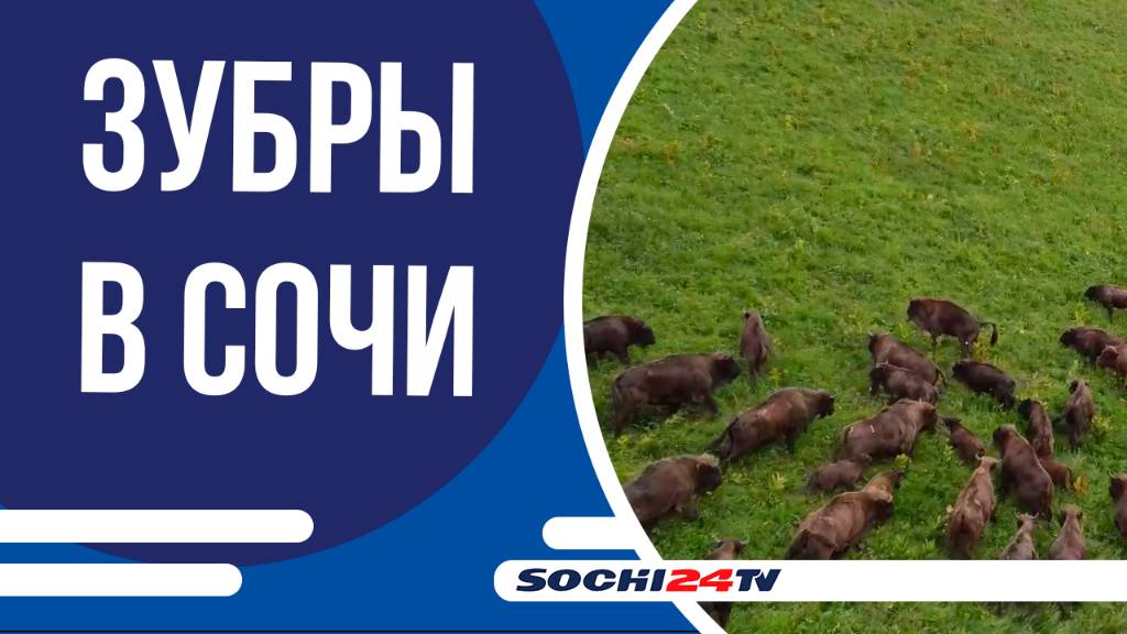 В Кавказском заповеднике пересчитали зубров
