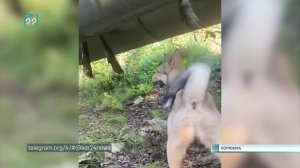 18.09.2025 В Коряжме спасли лося