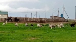 На лугу пасутся Ко-ни