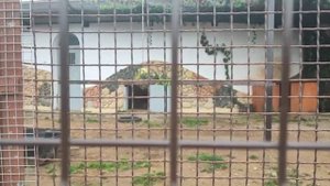 MHHN7486 15.09.2025 Шархан показалось много мяса, не забрал Видео от Людмилы