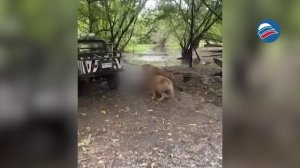 Трагедия в Таиланде: львы растерзали смотрителя зоопарка на глазах сотрудников