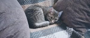 Просто киса