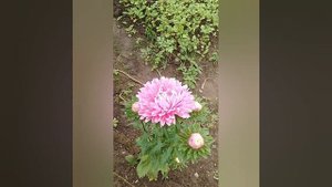 цветы осени