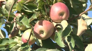 Анапские садоводы начали сбор урожая осенних сортов яблок