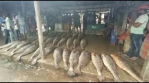 В Бенгалии рыбаки поймали 50 пятнистых горбылей и сразу разбогатели