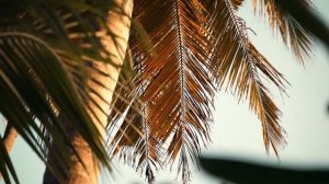 Cafe De Anatolia - Secretos Del Viento (Best Latin & Afro House Mix 2025)