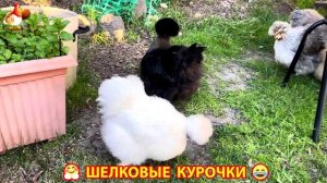 Шелковые курочки пушистые шарики ❣️🤗😂 (19)