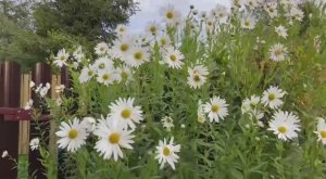 Цветы, которые цветут осенью у меня на даче!