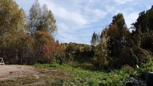 Край берёзового ситца