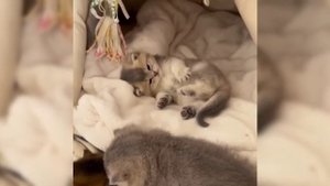 Спокойной ночи.