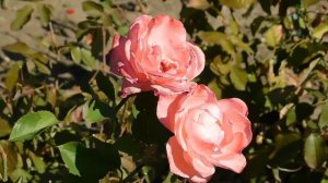 15=09=2025  ник   (62)