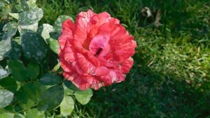 17=09=2025  КРАСНОДАР  ПАРК  ГАЛИЦКОГО.   (89)