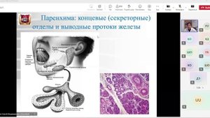пищеварительная система.гистология