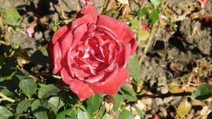 15=09=2025  ник   (109)