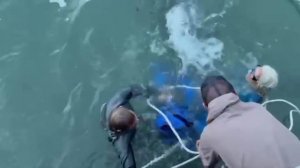 Спасенного в Приморско-Ахтарском округе дельфина выпустили в Черное море