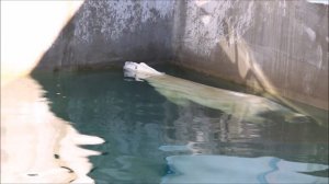 Кай долго ходил с конусом,  прыгнул в воду, бросил его на решётку и замер в воде 15.09.2025