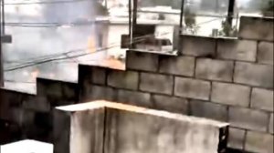 Пальма загорелась после попадания молнии