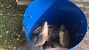 Привоз карпа на основной водоем