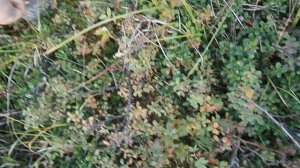 В тундре 04.09.2025 93