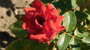 15=09=2025  ник   (64)