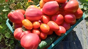 КЛАДОСПОРИОЗ. СЕРАЯ ГНИЛЬ ПЛОДОВ.