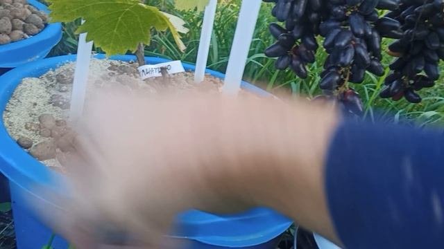 Дачная гидропоника. Сроки созревания.