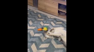 Маленький Акела с игрушкой.