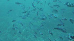 капитан Немо