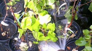 Полив саженцев ЗКС