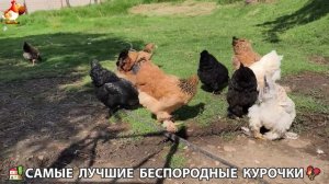 Цыплята и Курочки селяночки лучшие беспородные несушки 🥚 (310)