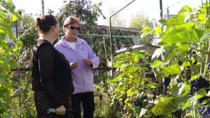 Более 10 лет назад ее супруг начал выращивать виноград, а сегодня его дело продолжает Вера Фазриева