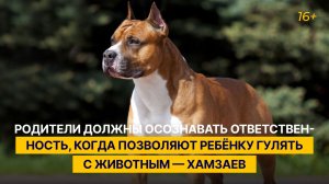 Родители должны осознавать ответственность, когда позволяют ребёнку гулять с животным — Хамзаев