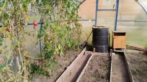 Убираю кусты томатов из теплицы. Подкармливаю почву.