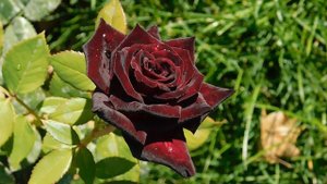 17=09=2025  КРАСНОДАР  ПАРК  ГАЛИЦКОГО.   (81)