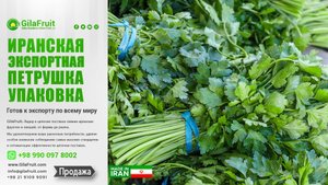 Иранская экспортная петрушка Упаковка