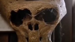 #Рогатые неизвестные #существа прошлого, или они еще существуют но прячутся