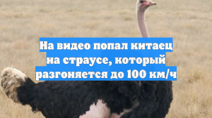На видео попал китаец на страусе, который разгоняется до 100 км/ч