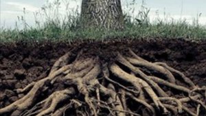 КОРНИ I , ТС 105