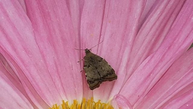 Плодовая моле-листовёртка, или яблоневая моле-листовёртка (Choreutis pariana)