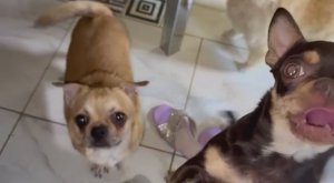 Всем приходится с ними делится.