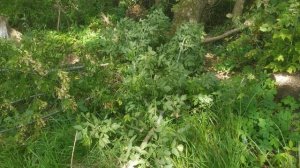 Создаем новую клумбу