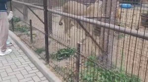 ARYH0462 15.09.2025 Игрун Видео от Людмилы