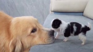 Агрессивный щенок