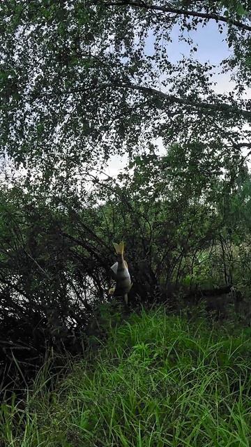 Ну не понимаю я эту вашу Танту и производные!