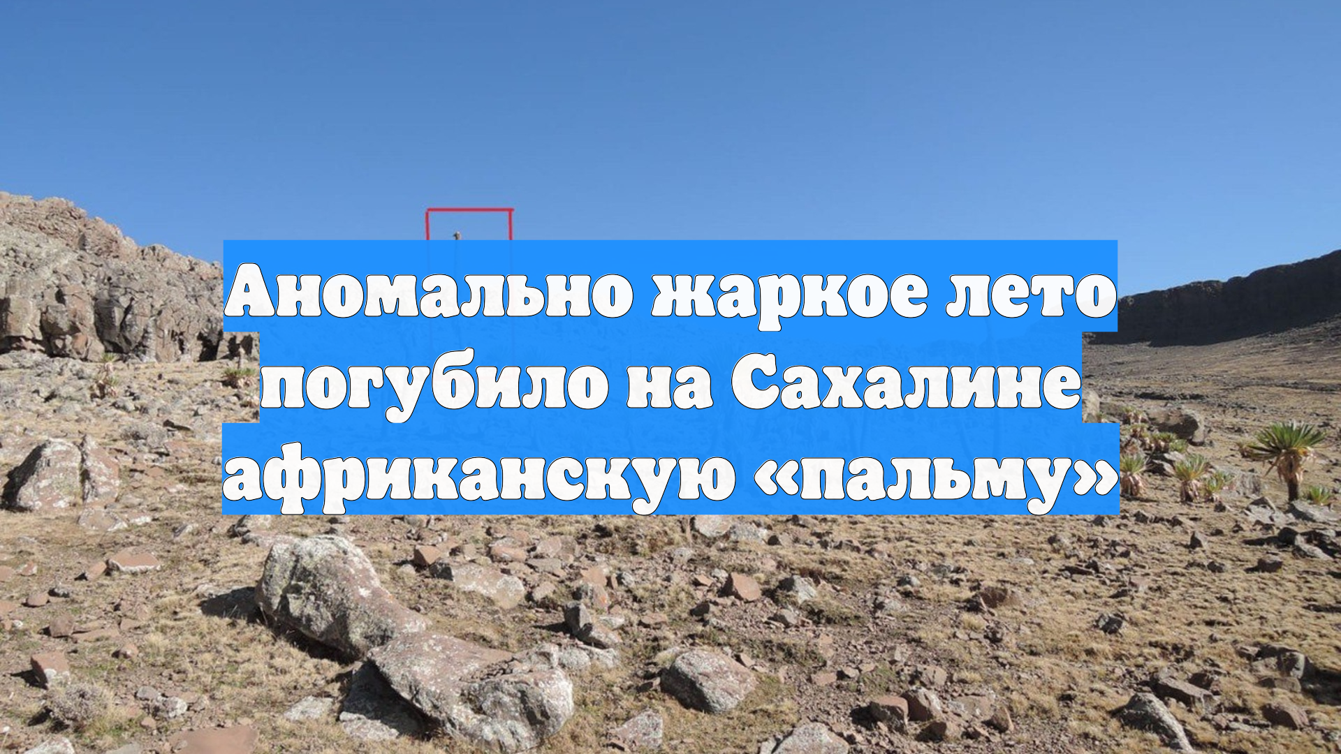 Аномально жаркое лето погубило на Сахалине африканскую «пальму»