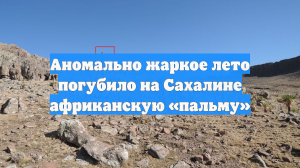 Аномально жаркое лето погубило на Сахалине африканскую «пальму»